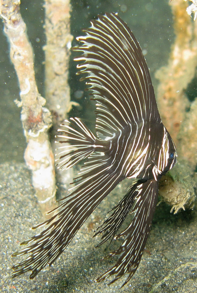 Platax batavianus (Pesce pipistrello zebra)